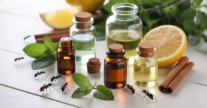 Essential Oils for Ants