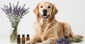 Essential Oils and Dogs